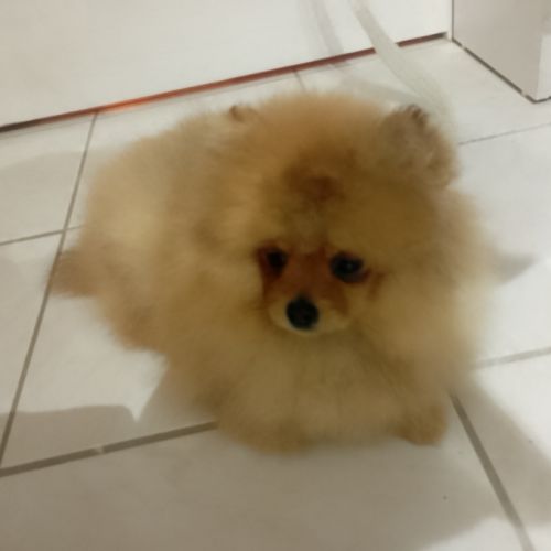 Magnifique chiot femelle spitz allemand naine #2