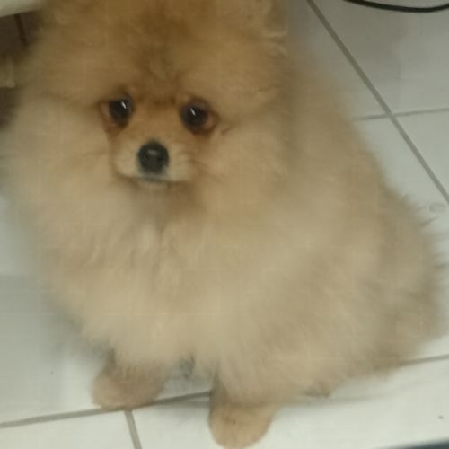 Magnifique chiot femelle spitz allemand naine #4