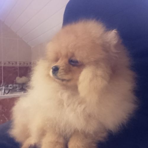 Magnifique chiot femelle spitz allemand naine #2