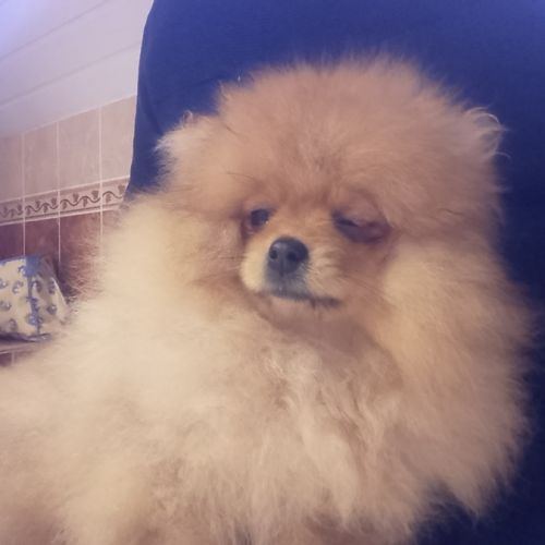 Magnifique chiot femelle spitz allemand naine #3