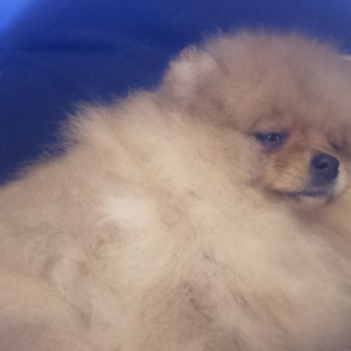 Magnifique chiot femelle spitz allemand naine #4