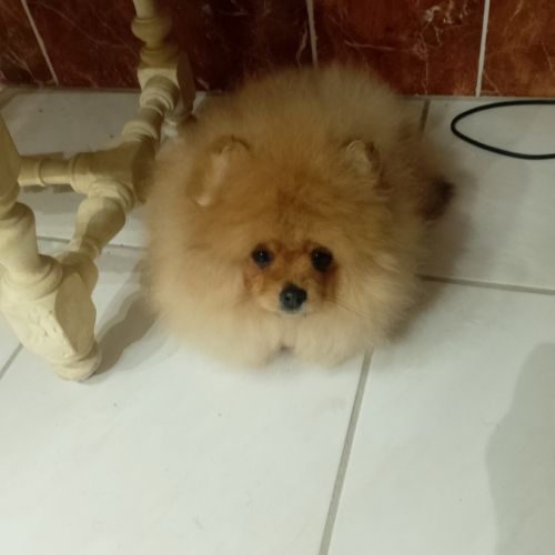 Magnifique chiot femelle spitz allemand naine #5