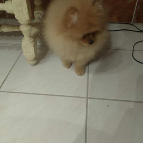 Magnifique chiot femelle spitz allemand naine #8