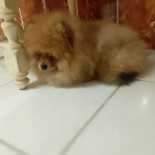 Magnifique chiot femelle spitz allemand naine #7