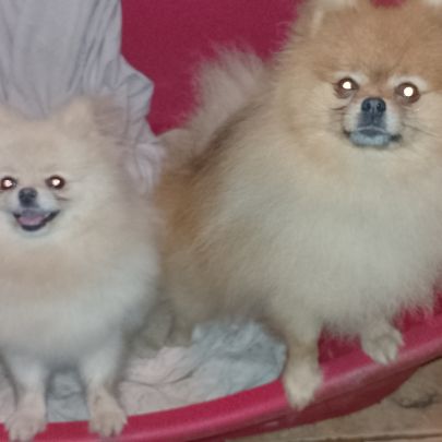 Magnifique chiot femelle spitz allemand naine #6