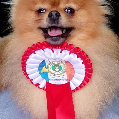 Magnifique chiot femelle spitz allemand naine #8