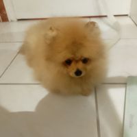 Magnifique chiot femelle spitz allemand naine #1