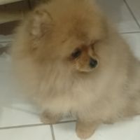 Magnifique chiot femelle spitz allemand naine