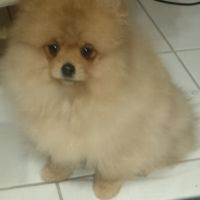 Magnifique chiot femelle spitz allemand naine #4