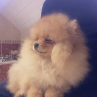 Magnifique chiot femelle spitz allemand naine #2