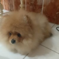 Magnifique chiot femelle spitz allemand naine #6