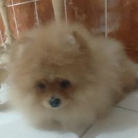 Magnifique chiot femelle spitz allemand naine #7
