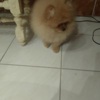 Magnifique chiot femelle spitz allemand naine #8