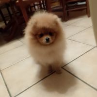 Magnifique chiot femelle spitz allemand naine
