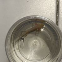 Axolotl albinos