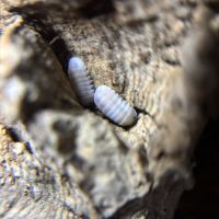 Cubaris panda king « pink » #2