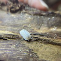 Cubaris panda king « white » #1