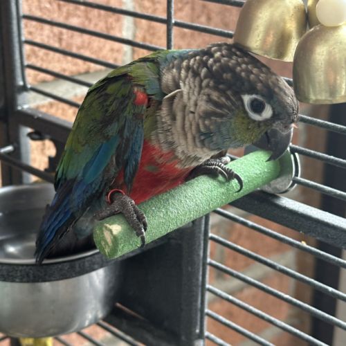 Perroquet conure #1