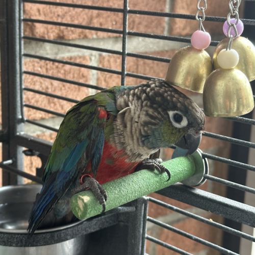 Perroquet conure #2