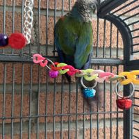 Perroquet conure #3