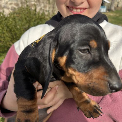 Teckel standard poil ras #1