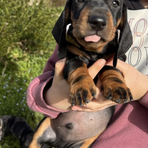 Teckel standard poil ras #0