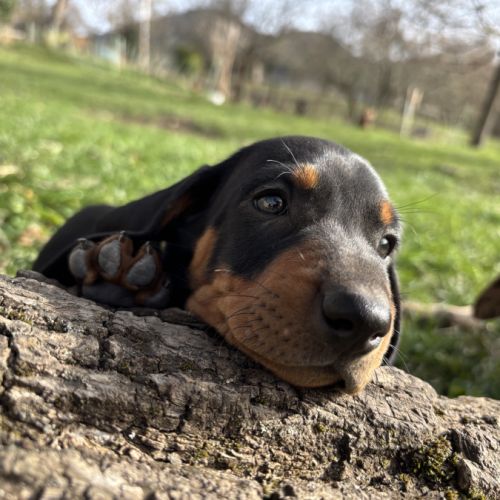 Teckel standard poil ras #3