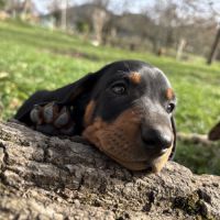 Teckel standard poil ras #3