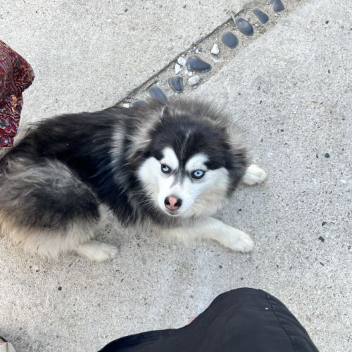 Pomsky femelle à donner #2