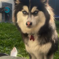 Pomsky femelle à donner