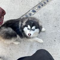 Pomsky femelle à donner #2