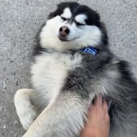 Pomsky femelle à donner #3