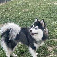 Pomsky femelle à donner #4