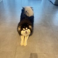 Pomsky femelle à donner #5