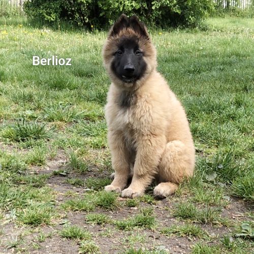 5 chiots tervueren à réserver
