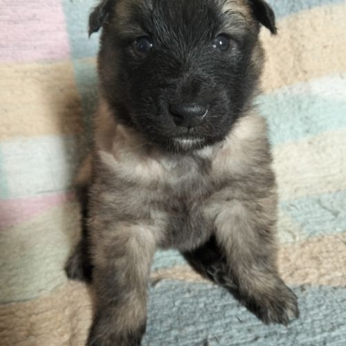 6 chiots tervueren à réserver #1