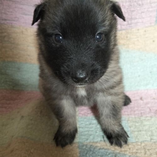 6 chiots tervueren à réserver #2
