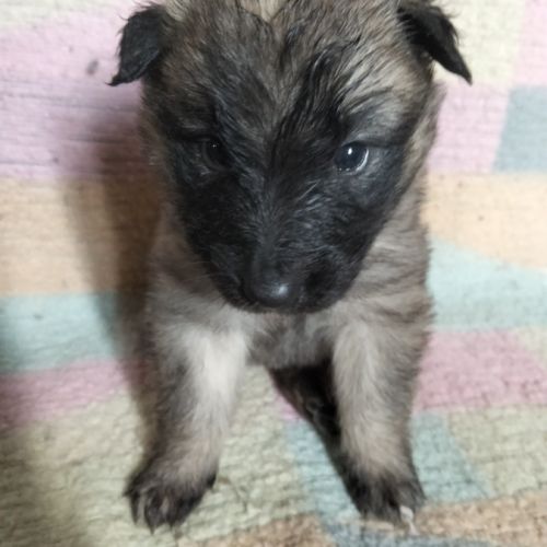 6 chiots tervueren à réserver #0