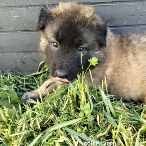 5 chiots tervueren à réserver #2