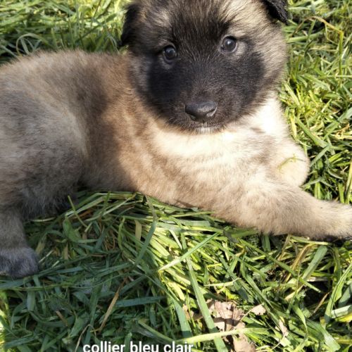 5 chiots tervueren à réserver #4
