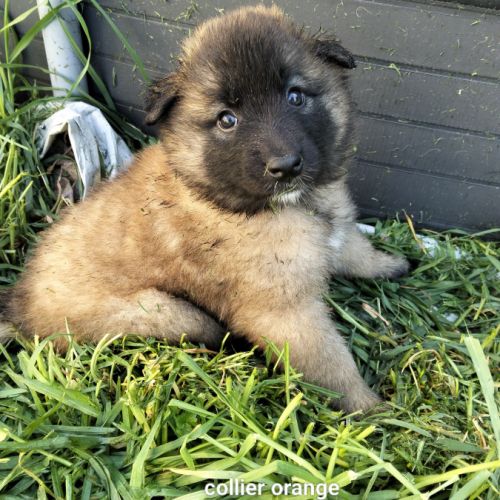 5 chiots tervueren à réserver #5