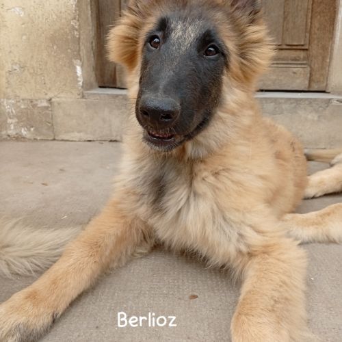 5 chiots tervueren à réserver #3