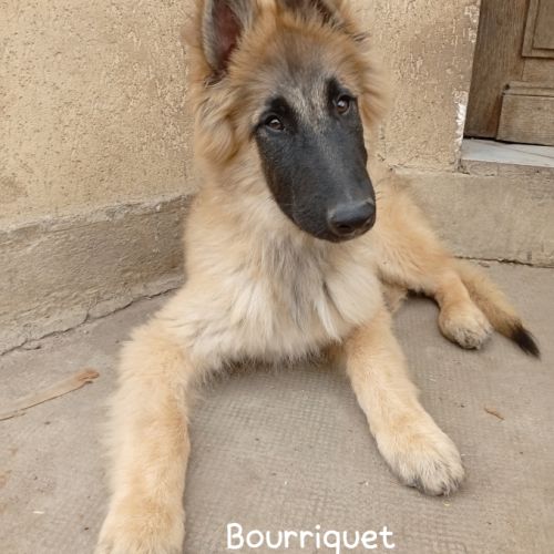 5 chiots tervueren à réserver #4