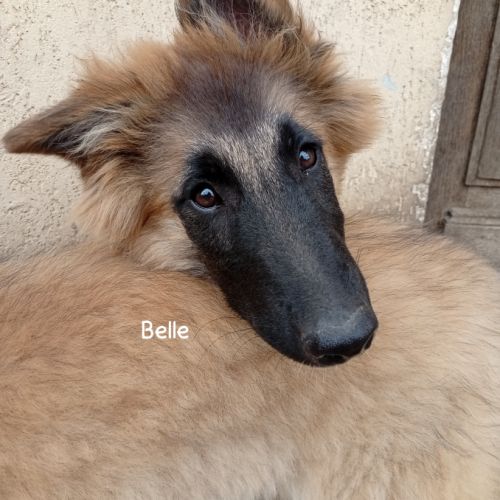 5 chiots tervueren à réserver #5