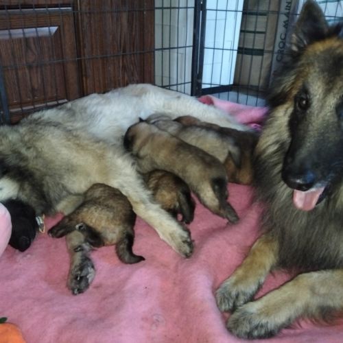 6 chiots tervueren à réserver #7