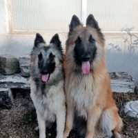 2 chiots tervueren disponible #1
