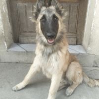 2 chiots tervueren disponible