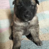6 chiots tervueren à réserver #1