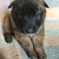 6 chiots tervueren à réserver #5