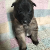 6 chiots tervueren à réserver #6